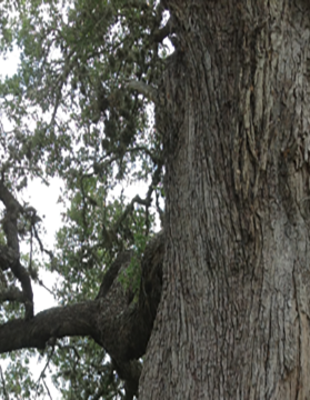 Dawn Serna - Dept Chair